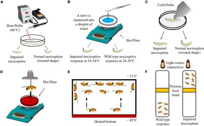 Drosophila as a Model to Study the Mechanism of Nociception